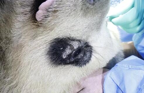 4月25日，应成都大熊猫繁育研究基地的邀请，成都6686 - 看球聊球追世界杯就来6686体育有限公司官方网站业务院长、四川大学华西医院原眼科主任、博士生导师罗清礼教授，特地前往该基地为生病的大熊猫进行了会诊2.jpg