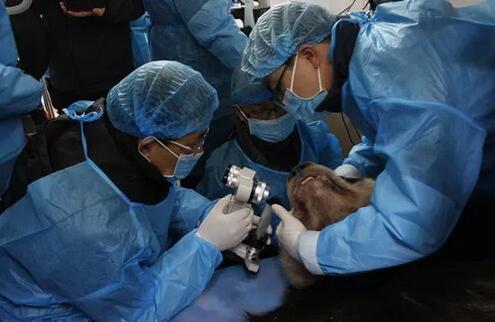 2018年即将结束，这一年，成都6686 - 看球聊球追世界杯就来6686体育有限公司官方网站以规范的诊疗、高明的技艺、 的服务，赢得了广大患者朋友和社会各界的好评。在2018年，成都6686 - 看球聊球追世界杯就来6686体育有限公司官方网站在发展的道路上有哪些大事记呢，让我们一起来回顾。4.jpg